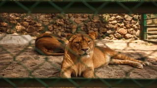 أسد يهاجم باكستانيا أثناء تصوير مقطع فيديو